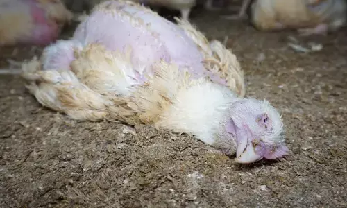 Excessive heat is killing our birds, says Poultry farmers Excessive heat is killing our birds, says Poultry farmers