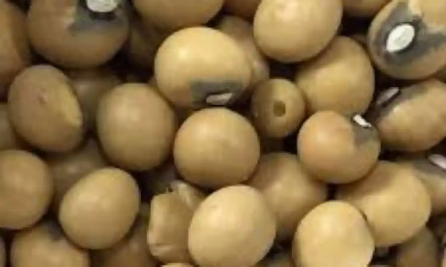 Bambara nut, solution to world hunger – Association