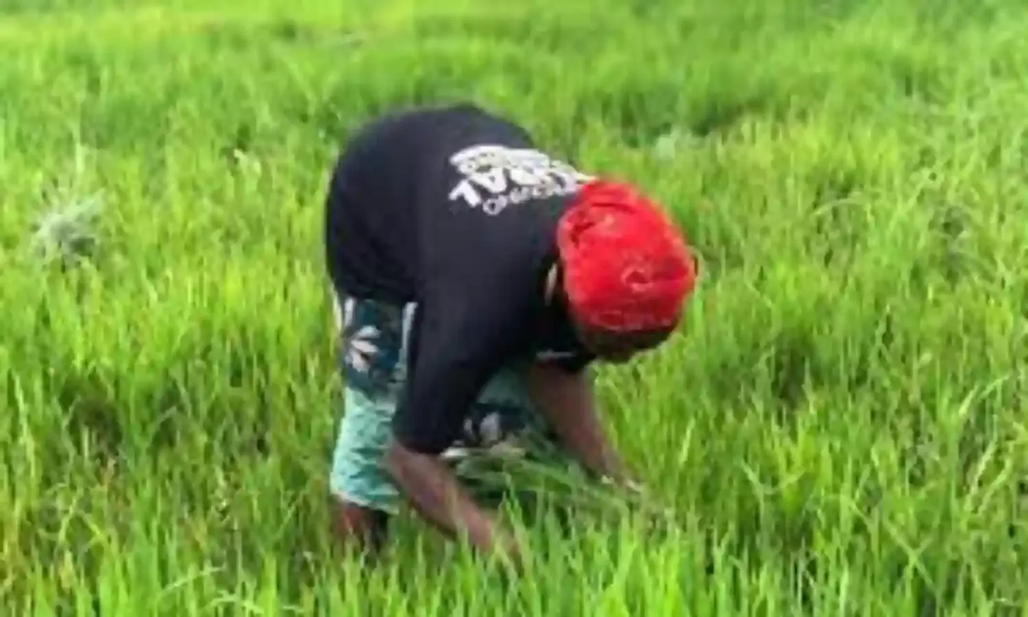 Poor rice farmers assure of bumper harvest