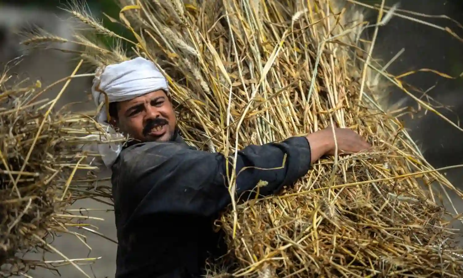 Egypt to get 180,000 tonnes of wheat from India, supply minister says