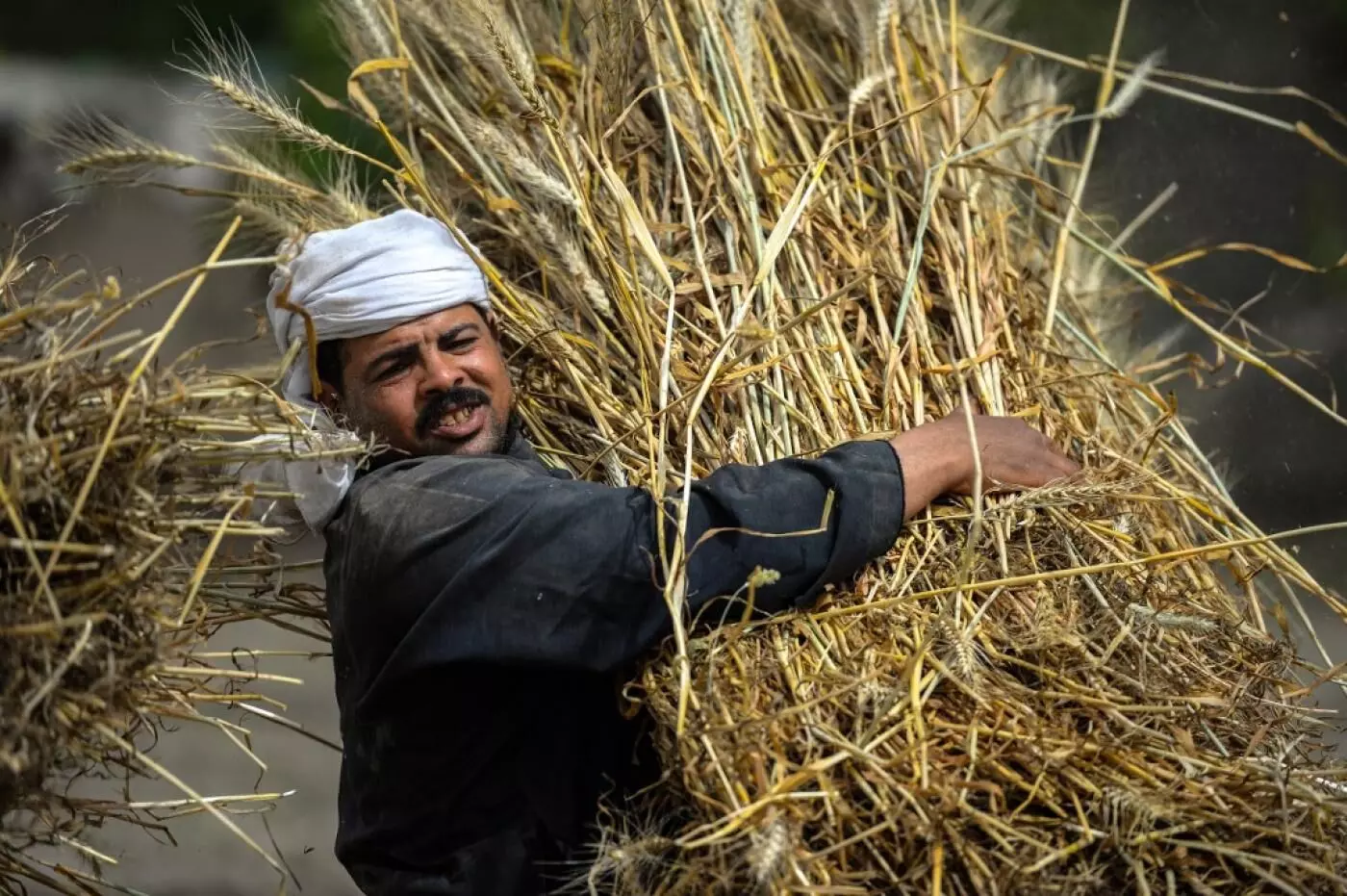 Egypt to get 180,000 tonnes of wheat from India, supply minister says Egypt to get 180,000 tonnes of wheat from India, supply minister says