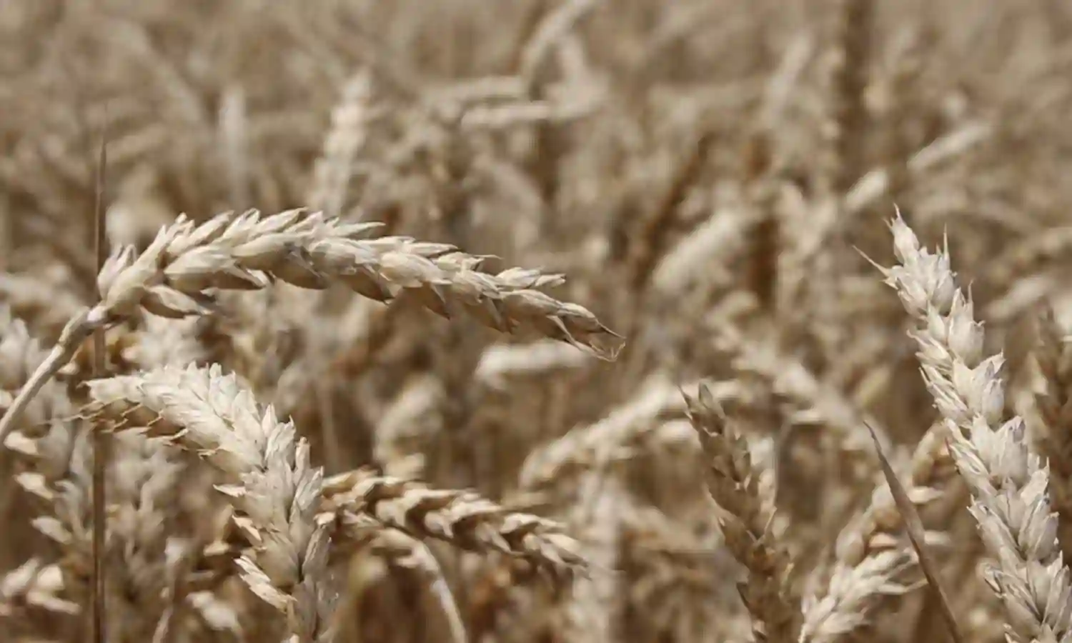 FG trains 40 northeastern farmers on wheat production
