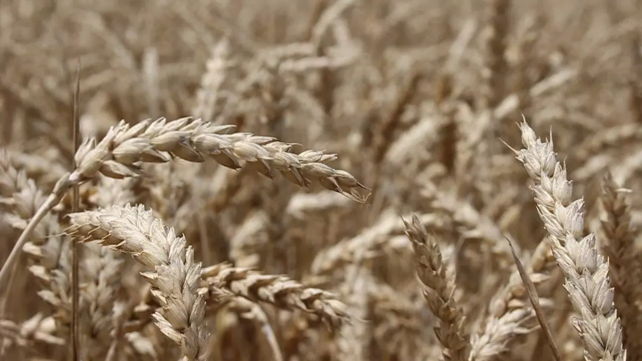 FG trains 40 northeastern farmers on wheat production