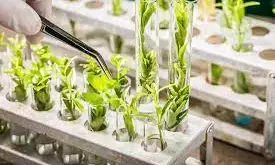 Biotech will reduce food insecurity – OFAB