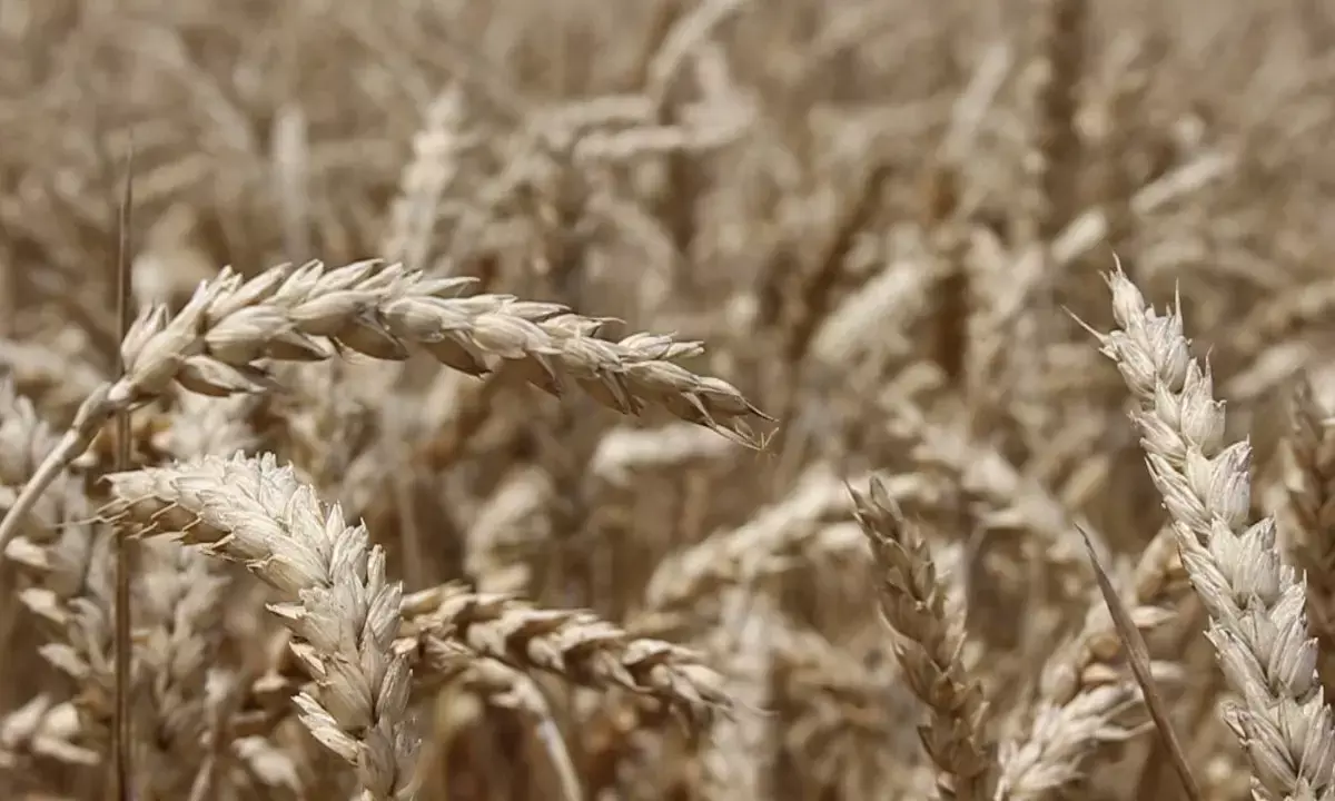 Wheat production: Experts warn of climate change consequences