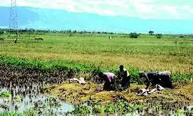 Environmentalist advocates soil test to prevent farmlands flooding