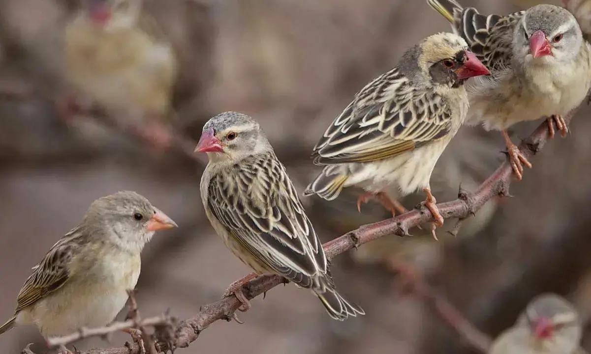 Bagudu assures farmers of support against Quelea birds