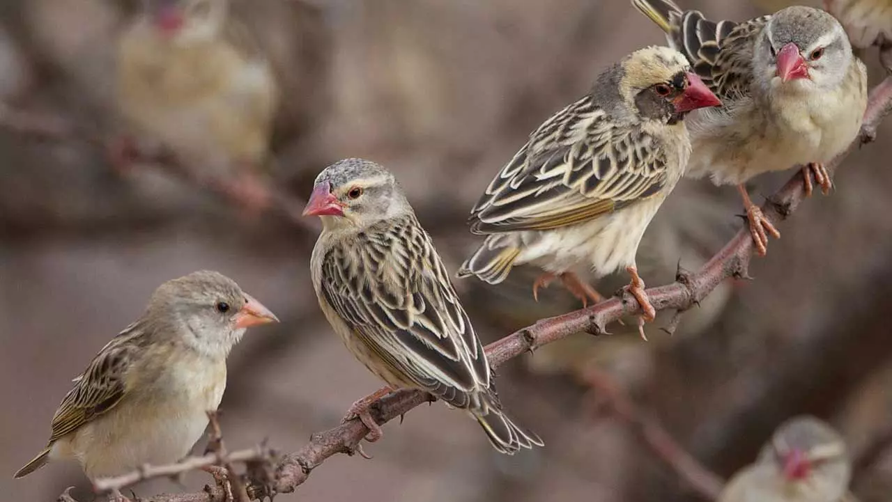 Bagudu assures farmers of support against Quelea birds
