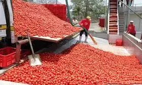 FG assures re-opening of largest tomato coy