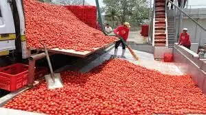 FG assures re-opening of largest tomato coy