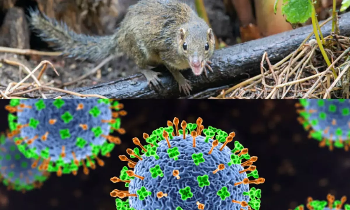 Researchers discover new henipavirus in China