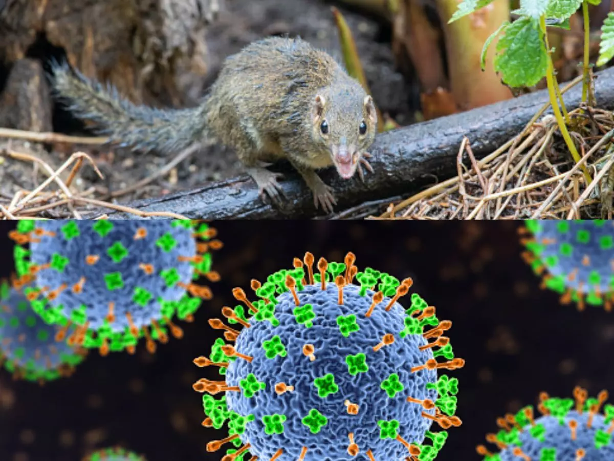 Researchers discover new henipavirus in China