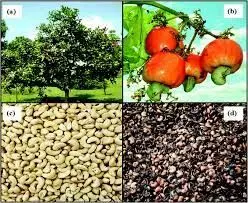 Foreign firm targets N150m investment in agro-production