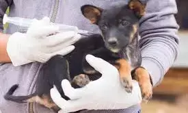 Don decries low vaccination of dogs against rabies