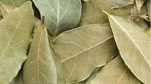 Medical officer lists health benefits of bay leaf Medical officer lists health benefits of bay leaf
