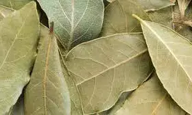 Medical officer lists health benefits of bay leaf