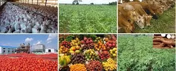 Expert seeks solution for challenges in agric. sector Expert seeks solution for challenges in agric. sector