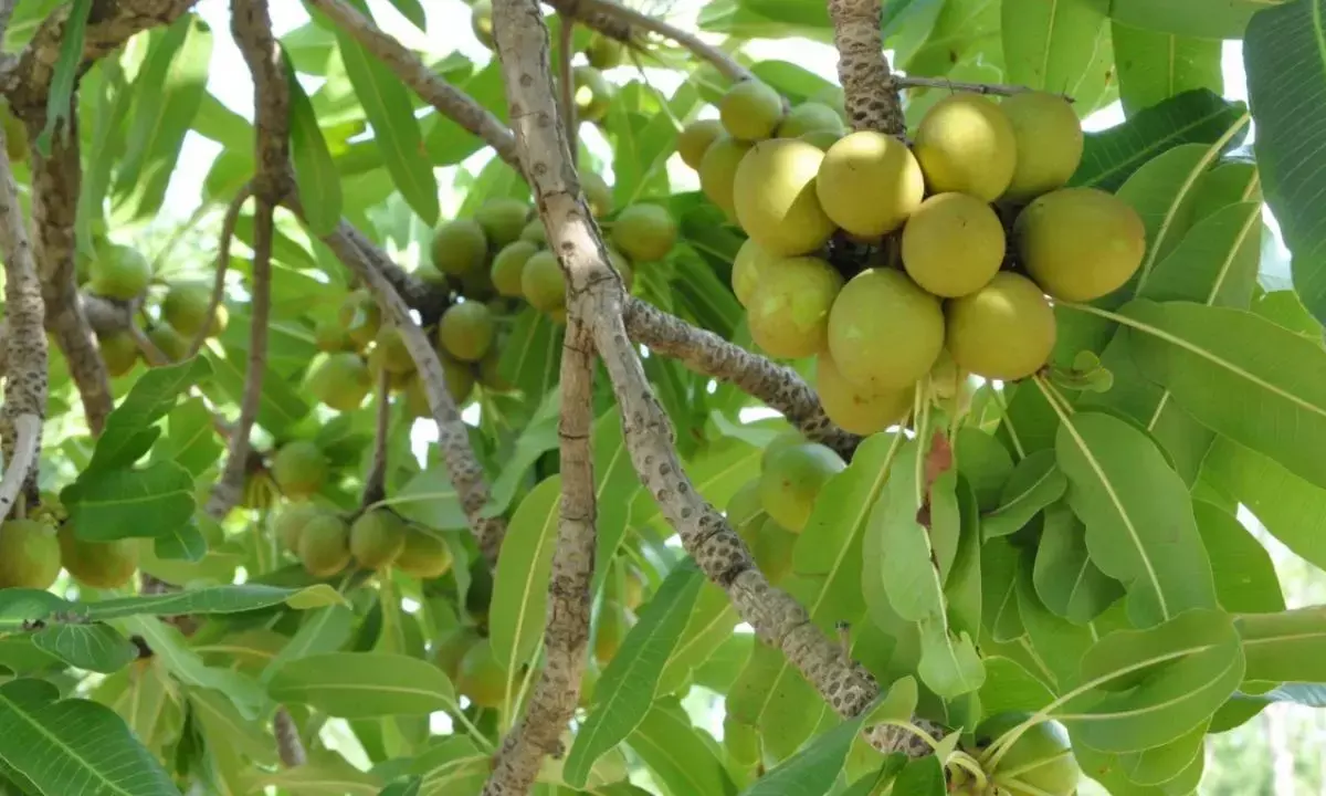 Gov. Bello inaugurates planting of 10m Shea economic trees
