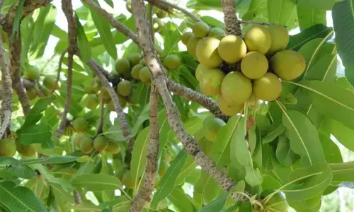 Gov. Bello inaugurates planting of 10m Shea economic trees Gov. Bello inaugurates planting of 10m Shea economic trees