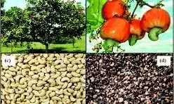 Association urges Nigerians to embrace cashew cultivation