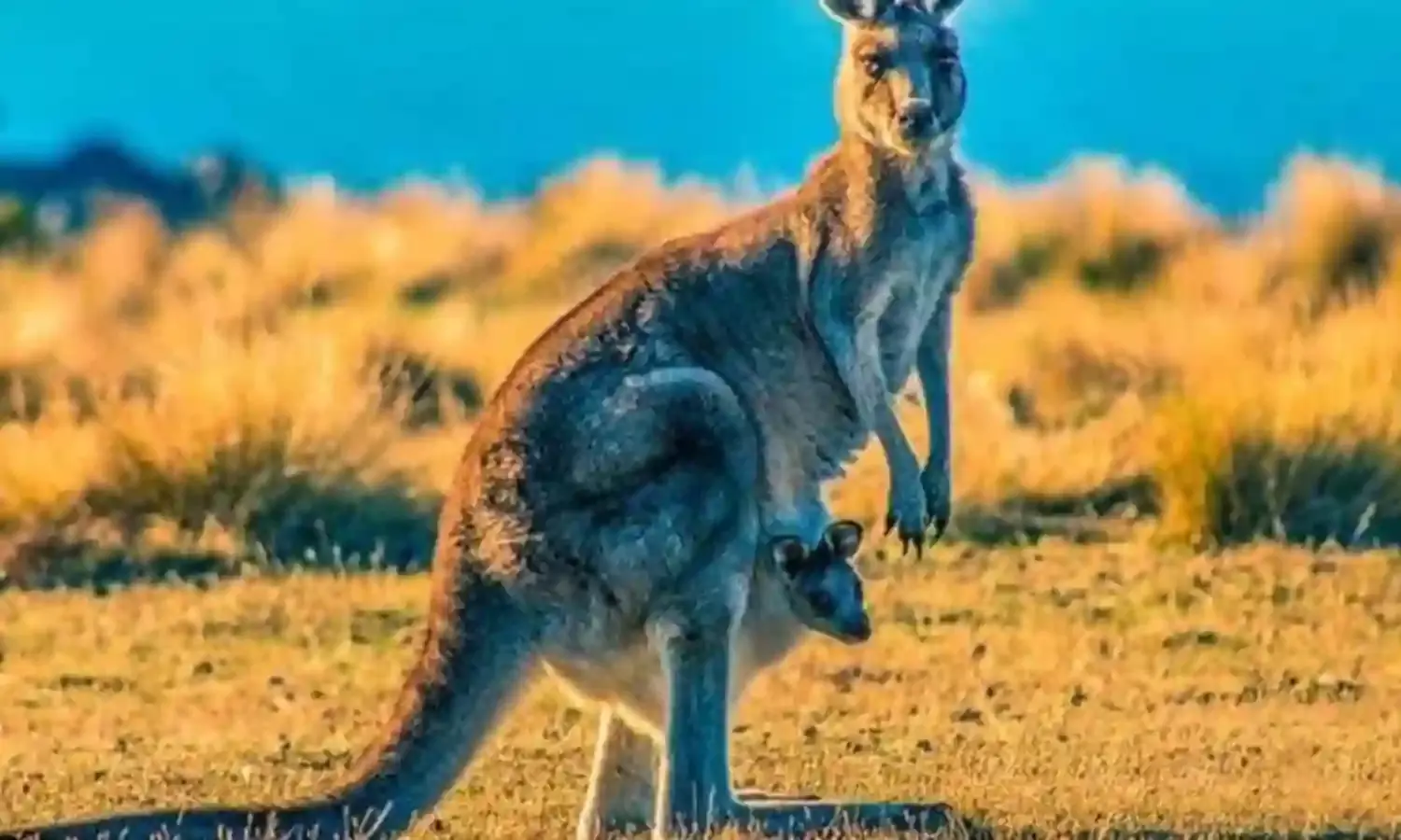 Kangaroo kills its 77-year-old Australian keeper