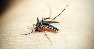 Anti-dengue drive picks up pace in Bangladeshi