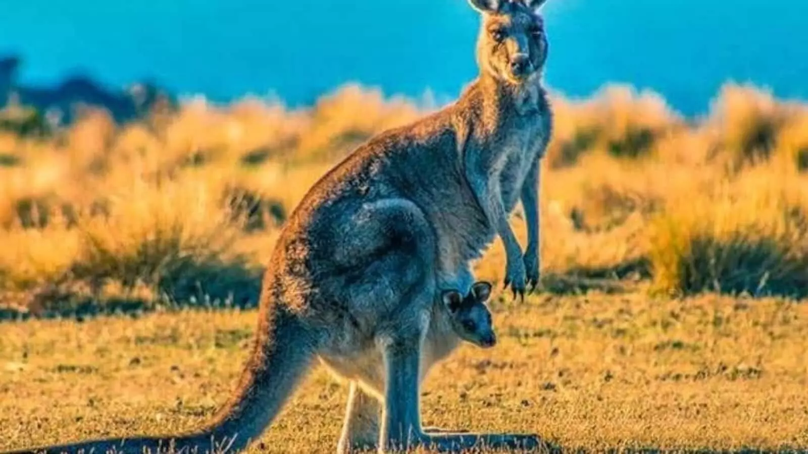 Kangaroo kills its 77-year-old Australian keeper