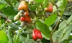 Nigeria targets 500,000 metric tonnes of cashew production annually