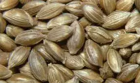 NEPC trains farmers on modern techniques of production, processing of fonio grains