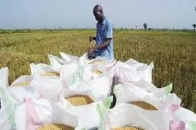 NEPC begins geographic mapping of rice production