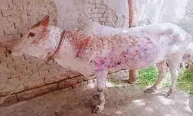 Milk-based sweets get costlier in India as LSD impacts milk production