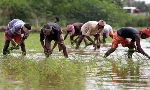 Food security: Rain-fed farming unreliable, says N/W stakeholders