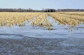 South-South farmers decry huge investment loss to flood
