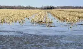 South-South farmers decry huge investment loss to flood South-South farmers decry huge investment loss to flood