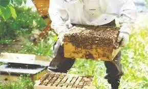 Bee keepers seek investment in honey production Bee keepers seek investment in honey production