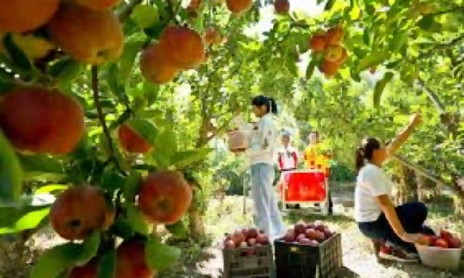 China celebrates farmers harvest festival despite COVID-19