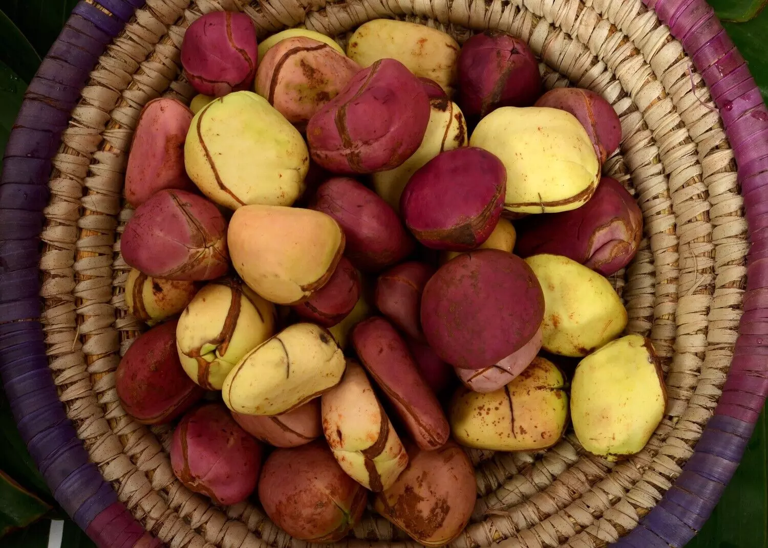 What kola nut traditionally means to Igboland – Ohaneze Ndigbo