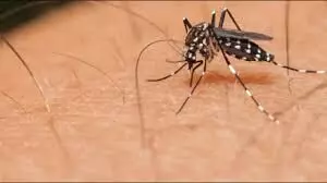 Dengue cases continue to surge in Pakistan, say health authorities