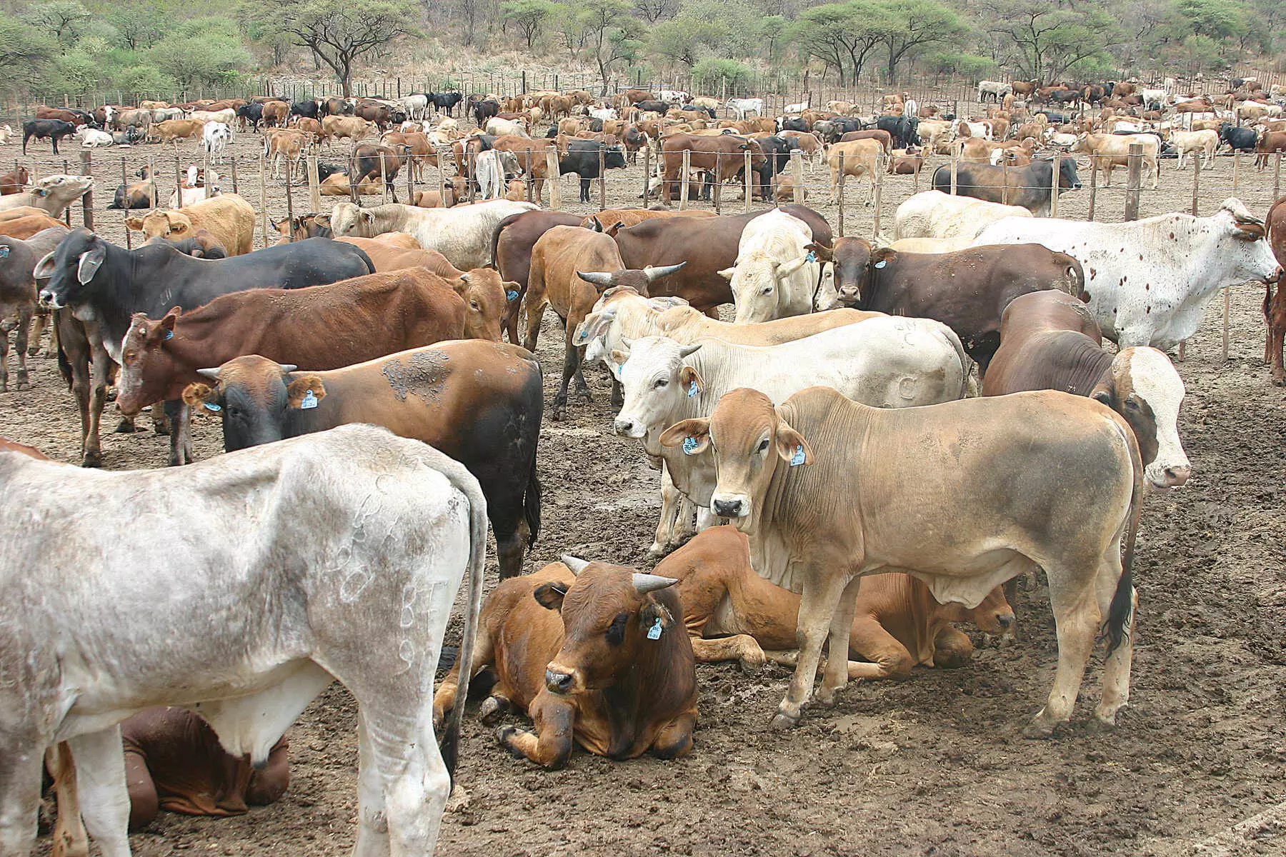 Botswana resumes beef exports