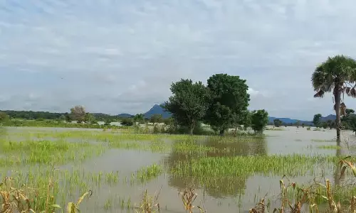 Kogi rice farmers raise alarm over destruction of farmlands Kogi rice farmers raise alarm over destruction of farmlands