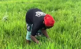 Independence: Farmers celebrate Nigerias agriculture transformation Independence: Farmers celebrate Nigerias agriculture transformation