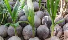 Akwa Ibom Govt restates commitment to plant 2m Coconut seedlings