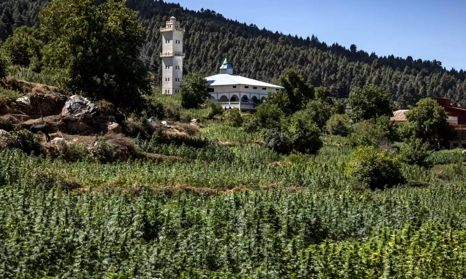 Morocco awards first cannabis cultivation licenses