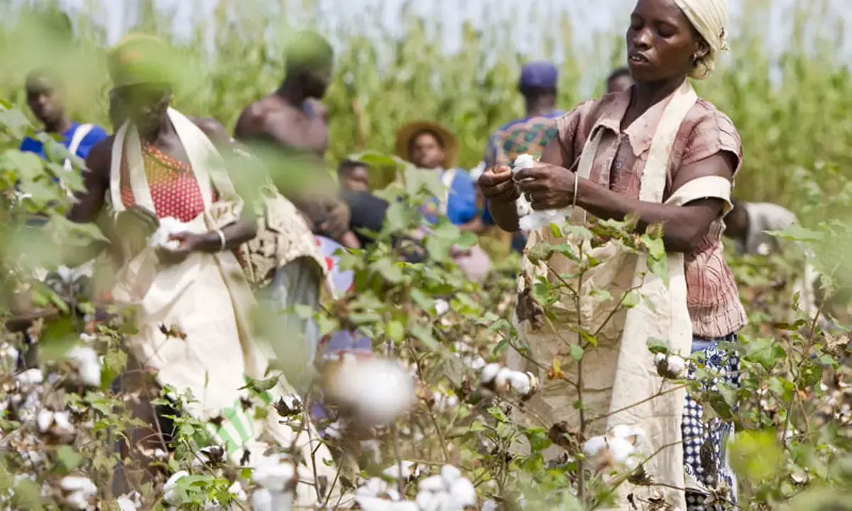 Cotton farmers call FG to continue Anchor Borrowers Programme