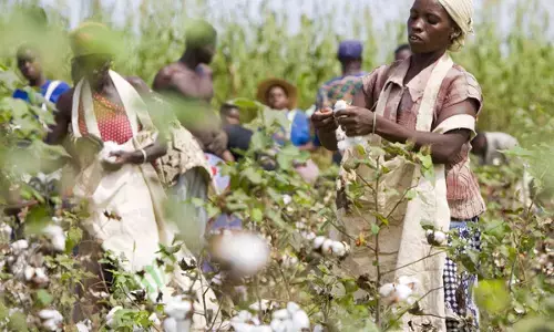 Cotton farmers call FG to continue Anchor Borrowers Programme