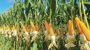 Maize Association moves loan recovery drive to northern Nigeria