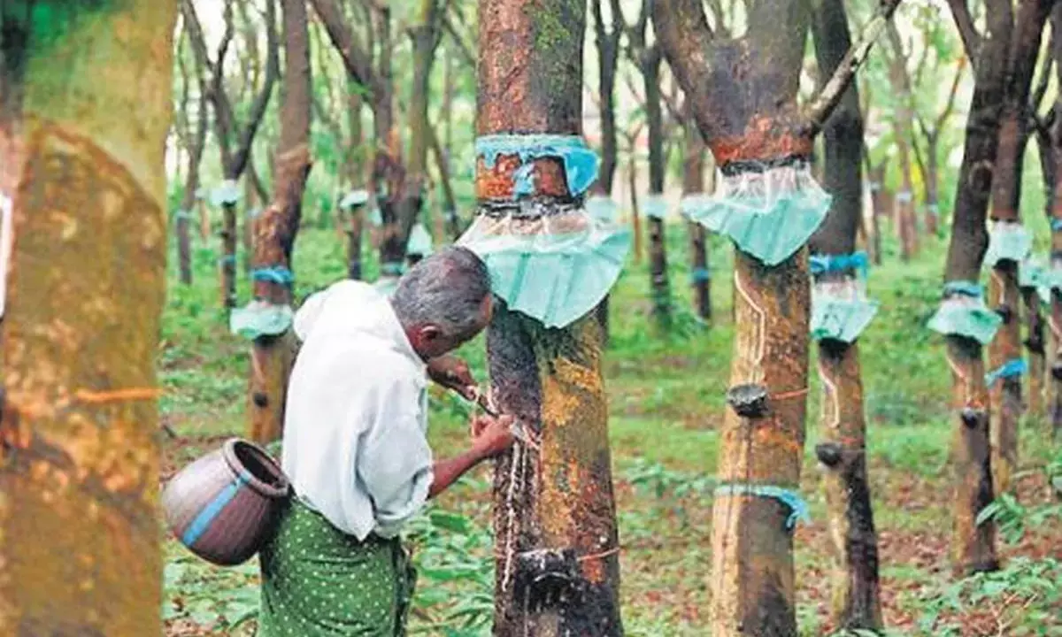 Kaduna gets target of 2,000 hectares plantation - Rubber marketers