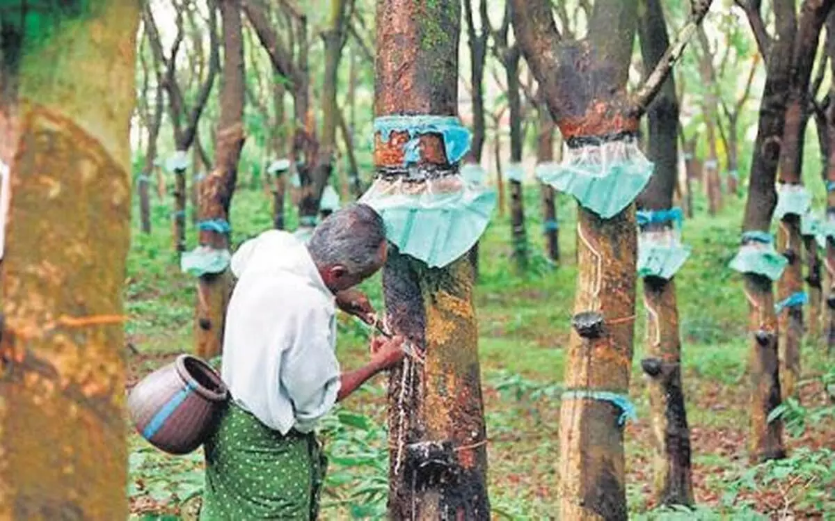 Kaduna gets target of 2,000 hectares plantation - Rubber marketers