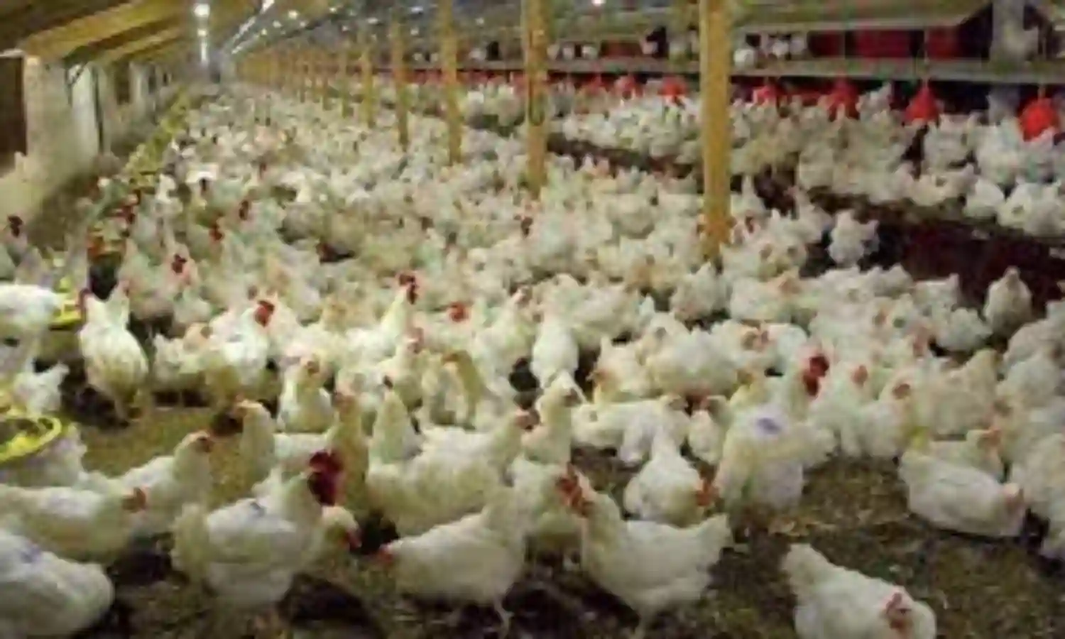Poultry farmers want govts assistance over rising production costs