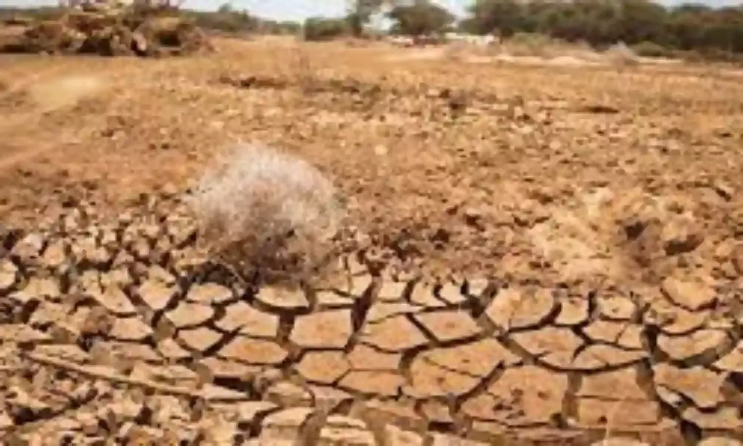 Drought forces Kenyas Maasai to sell starving cattle for pittance